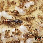 Как выглядит муравьиная матка