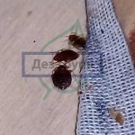 Как выглядят клопы - фото