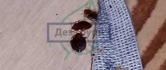 Как выглядят клопы - фото