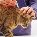 Как вывести блох