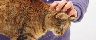 How to remove fleas