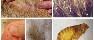 How to remove fleas from an apartment at home