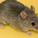 Как вывести мышей из дома: самые эффективные способы