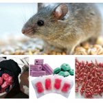 Как вывести мышей из погреба