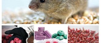 Как вывести мышей из погреба