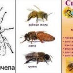 What types of bees are there?