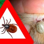 Какие хворобы переносят клещи у собак