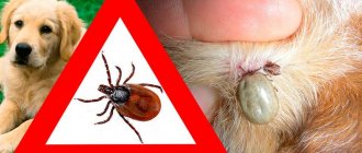 What diseases are carried by ticks in dogs?