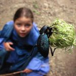 Какие конечности у насекомых, как они устроены, и какие функции выполняют....об этом ниже.