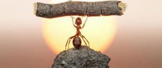 What benefits do ants bring?