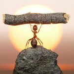 Какую пользу приносят муравьи