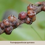 California scale insect