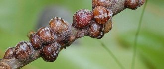 Калифорнийская щитовка