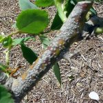 калифорнийская щитовка меры борьбы