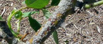 калифорнийская щитовка меры борьбы