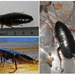 Канализационные тараканы - подборка