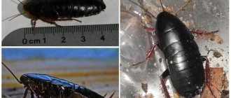 Канализационные тараканы - подборка