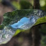 капля на листе