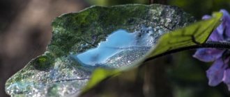 drop on a leaf