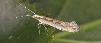cabbage moth