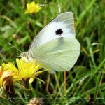 Капустница бабочка: описание и особенности с фото