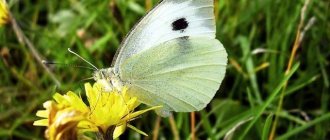 Капустница бабочка: описание и особенности с фото