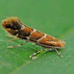 каштановая моль