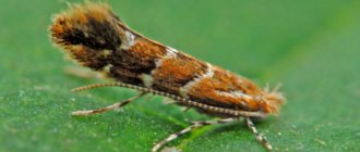 chestnut moth