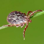 Клещ Dermacentor marginatus