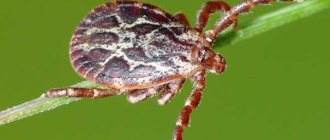 Клещ Dermacentor marginatus