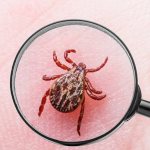 Tick ​​under a magnifying glass