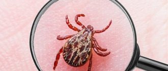 Tick under a magnifying glass