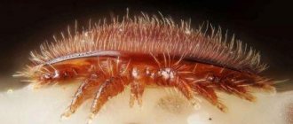 Varroa mite