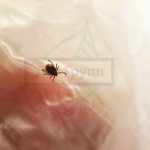 Клещевой энцефалит 2020 - фотография клеща