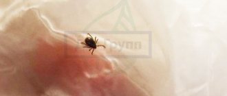 Клещевой энцефалит 2020 - фотография клеща