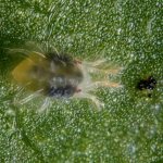 mites on grapes