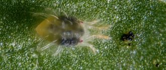 клещи на винограде