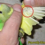 Клещи у попугаев: виды, причины, симптомы, лечение