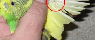 Клещи у попугаев: виды, причины, симптомы, лечение