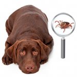 Клещи у собаки