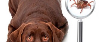 Ticks on a dog