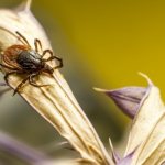 Клещи в сентябре