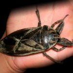 Клоп белостома