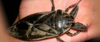 Belostoma bug