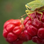 Клоп на малине