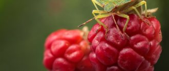 Bug on raspberries