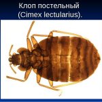 Клоп постельный