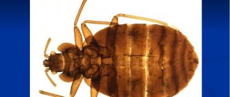 Bedbug