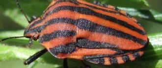 Stink bug
