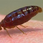 Клоп выделяет остатки непереваренной пищи